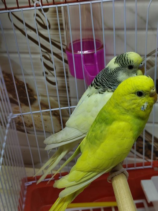 Попугай комплект