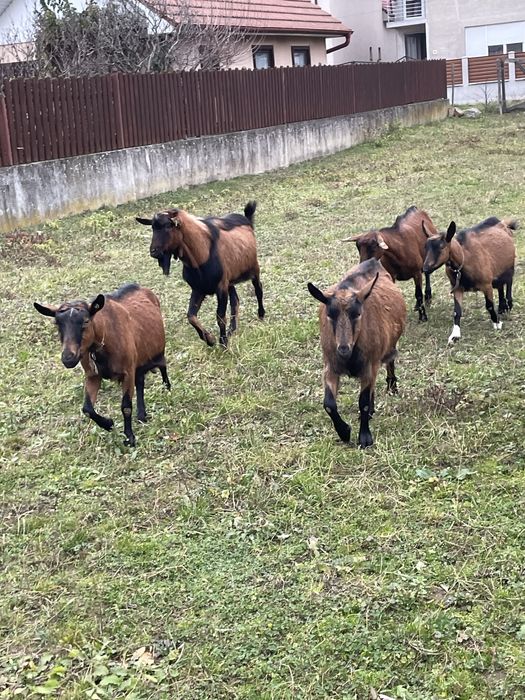 Capre alpine franceze si metisi