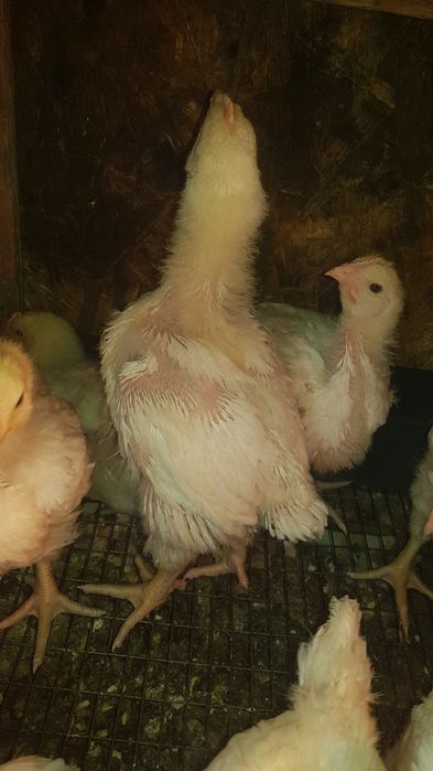 Продам подрощеных цыплят бройлера