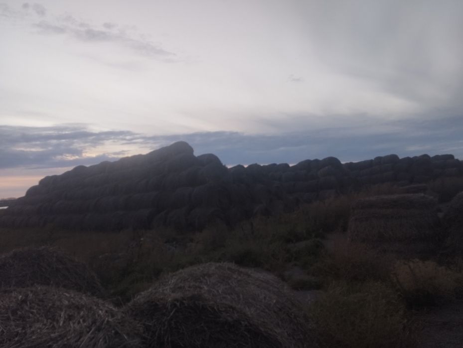 Продам сено Дёшево