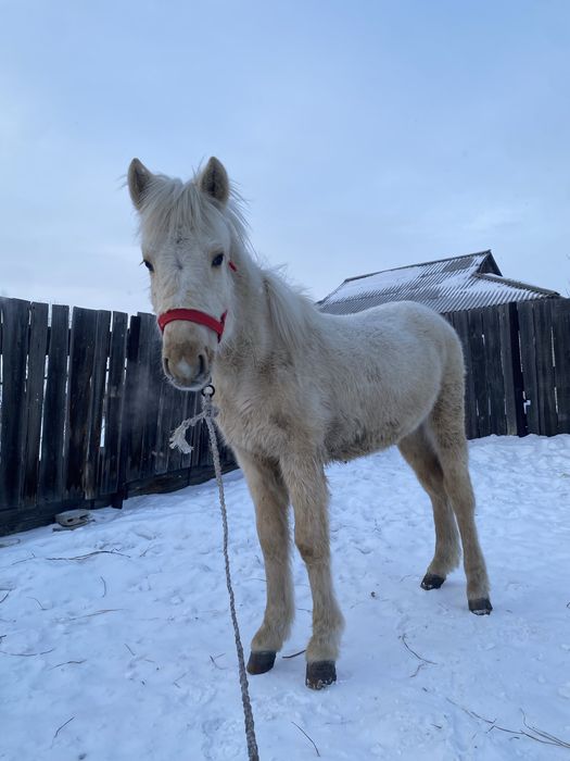 Тай март еркек обмен
