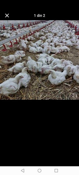 Vînd pui albi de carne pui colorați găini albe găini roșii de ouă Rațe și curcanii