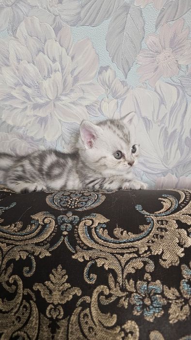 Британские котята