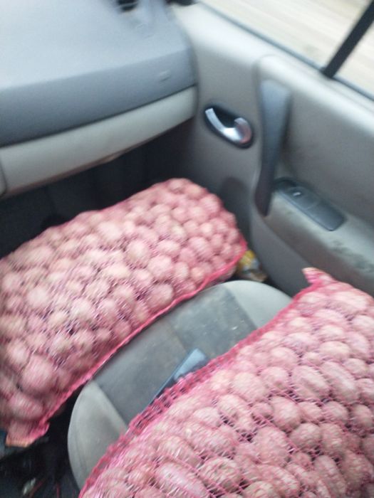 Cartofi de sămânță