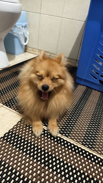 Продам щенков шпица метисы !