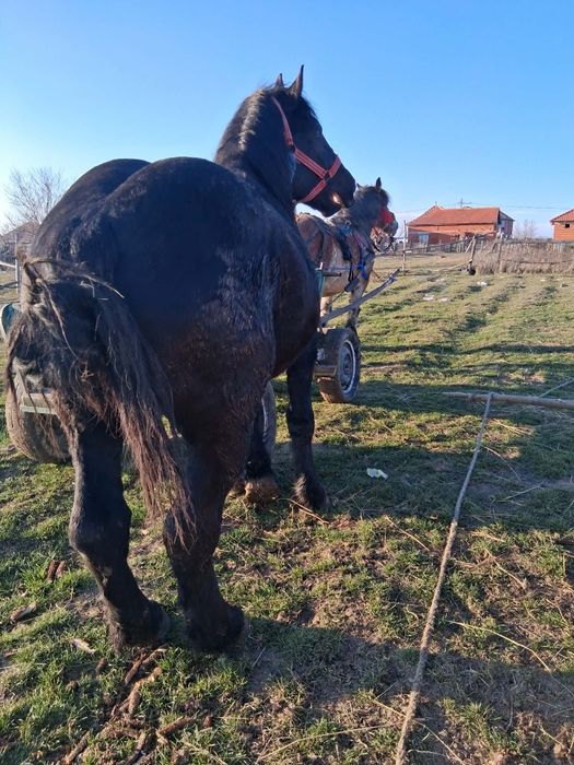 De vânzare un armăsar
