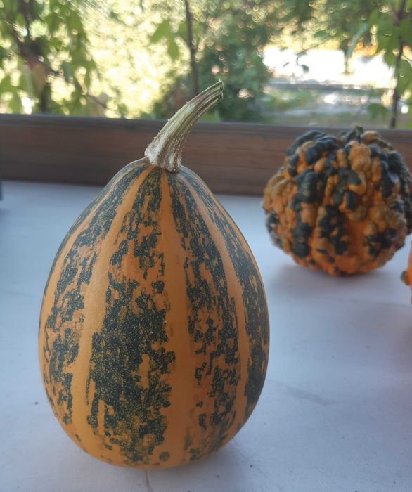 тыква декоративная