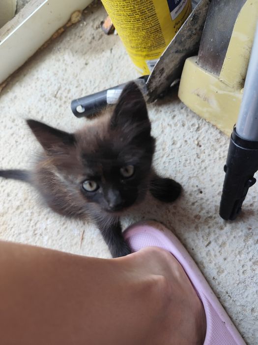 Подарявам котенца на 2 мес.