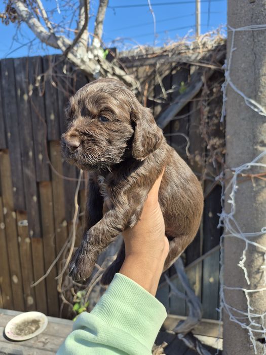 Щенки спаниели мальчик и девочка