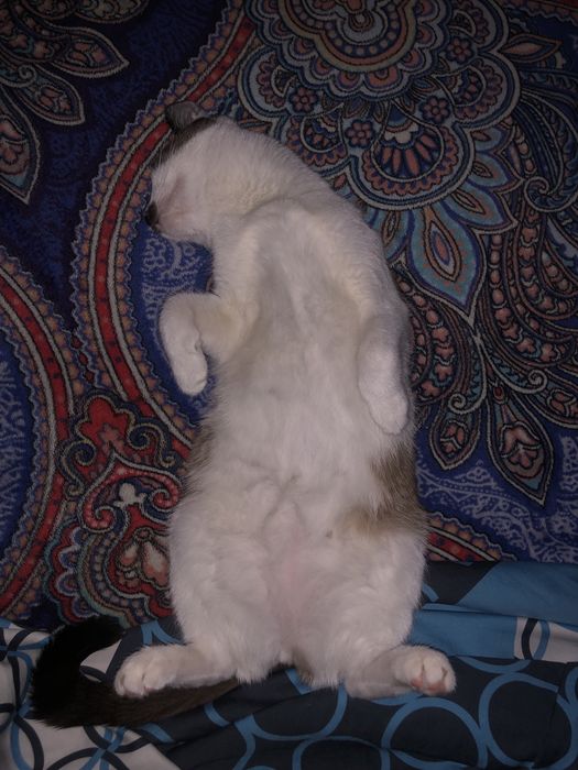 Кошечку в добрые руки