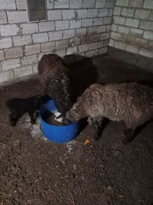 Қозылы қойлар сатылады семіз жемде тұр