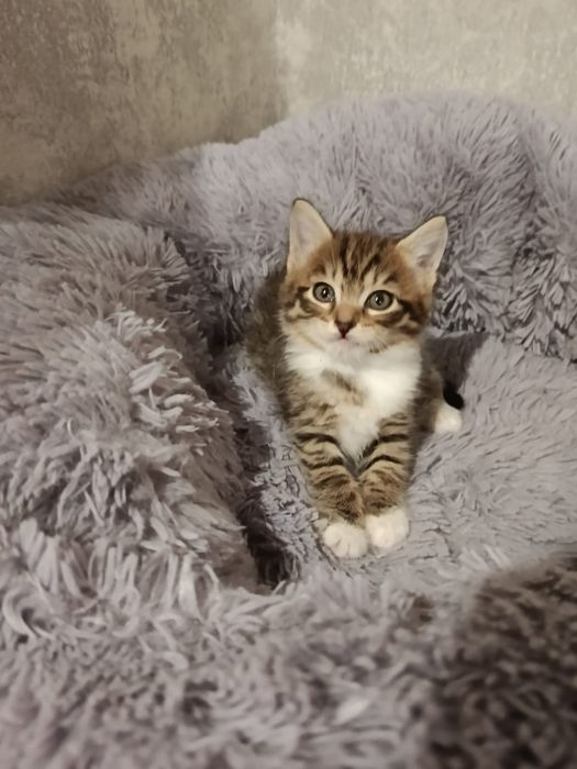 Очаровательные котята!