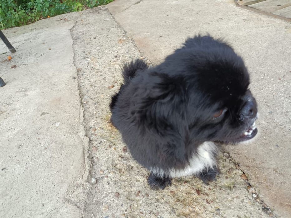 Продадим Щенков Пекинесов