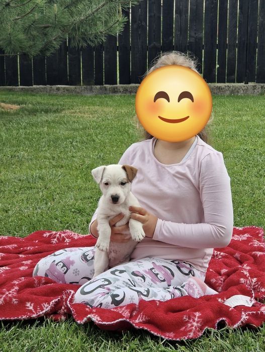 Jack russel terrier