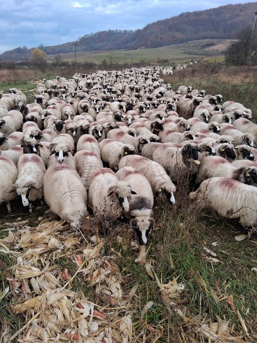 Vand 150 oi turcana breaza ,din efectiv de 250 de buc.