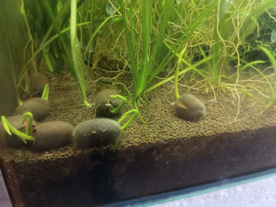 Семена лотоса...