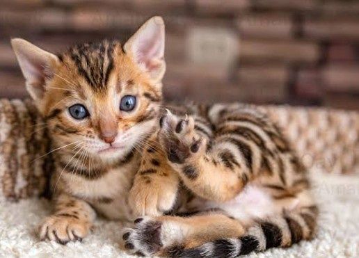 Шикарные котята породы бенгал шоу класса