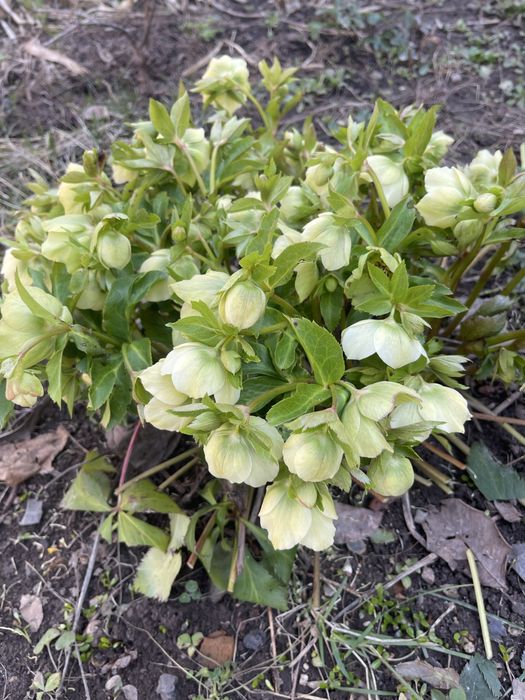 Морозник куст все вопросы на воцап