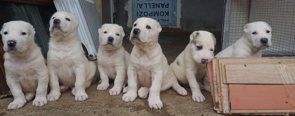 Продаются щенки Алабая