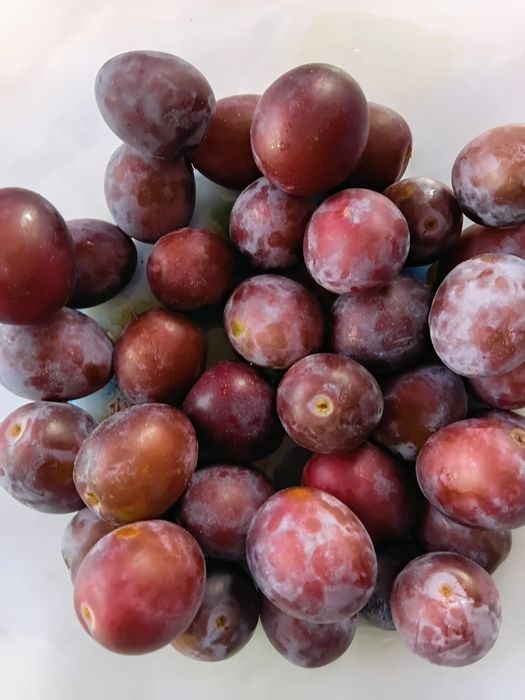 Продам домашнюю сливу.