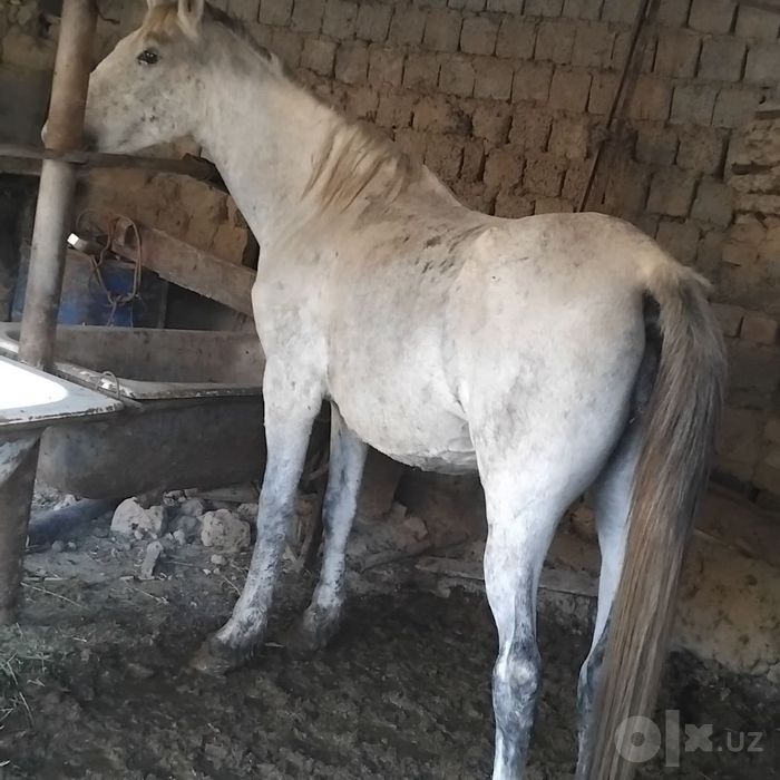 Bo'g'oz biyala sotiladi