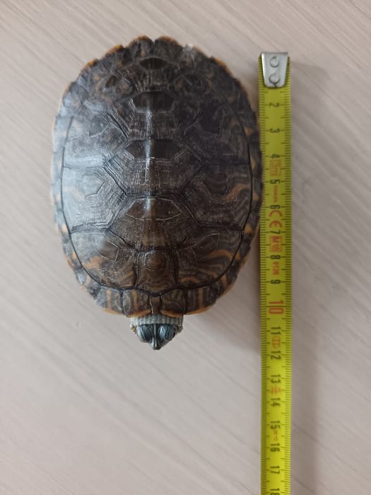 Donez urgent broscuta testoasa (zona brașov)