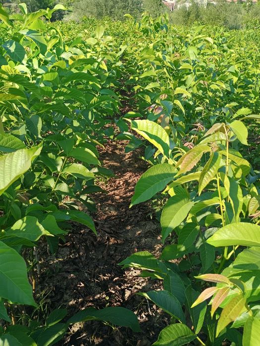 PROMO: Puiet de nuc, la 4 lei, inaltime 80-100 cm, 500 bucati