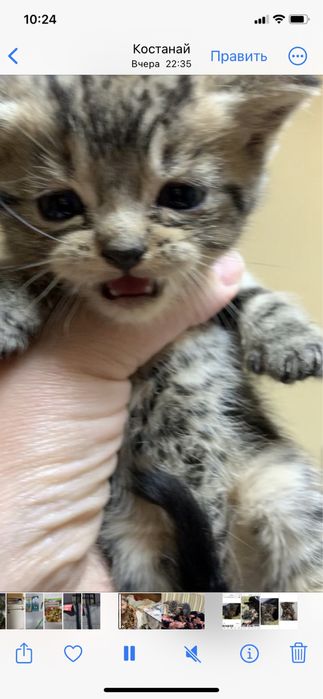 Котята в добрые руки