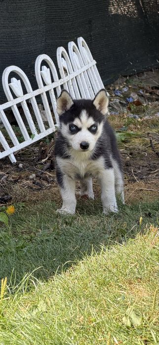 Pui de husky siberian