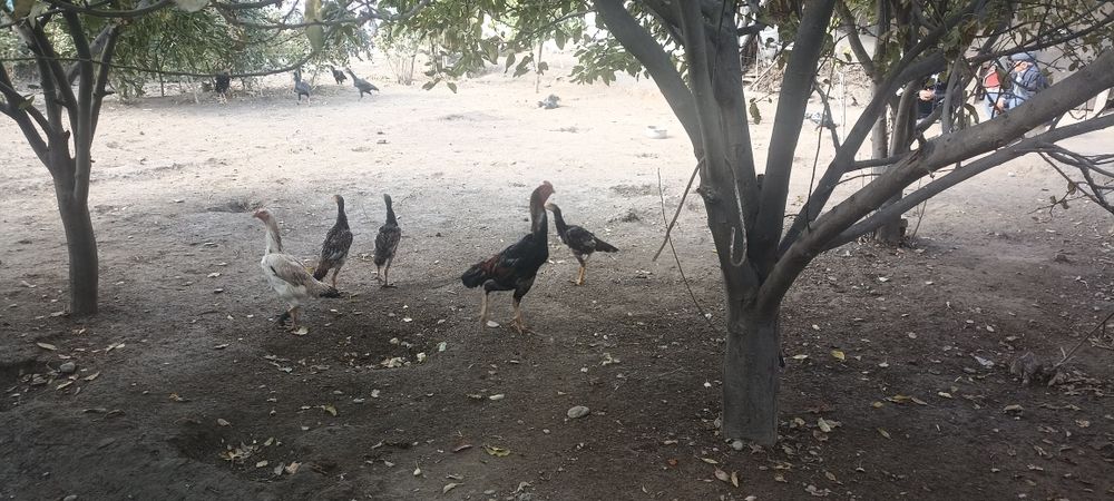 Xoroz sotiladi narxini kelishamiz