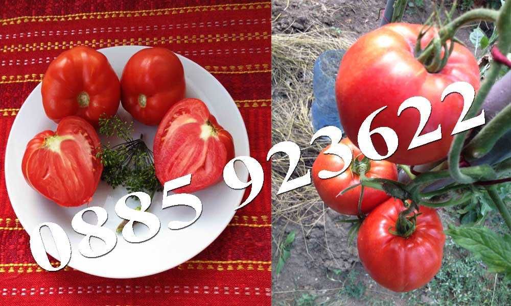 100+ Био Семена Селски Сортове Домат Краставици Тютюн Люти Чушки +ДАР