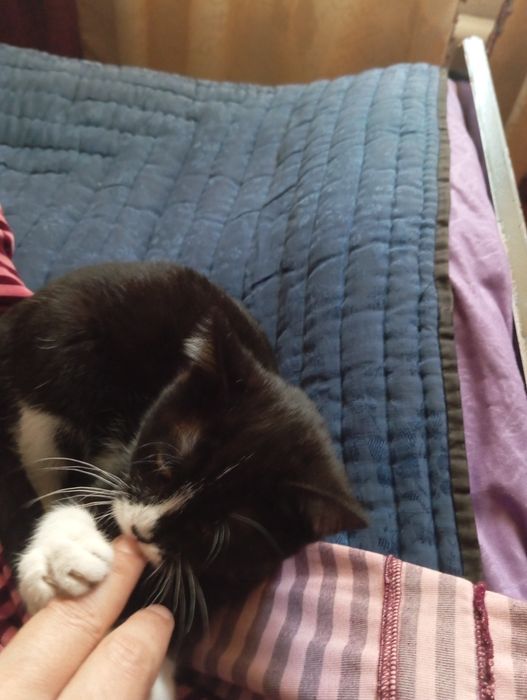 Мушук хадия килинади