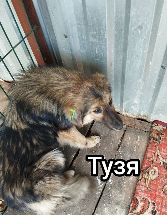 Отдам в добрые руки, собак