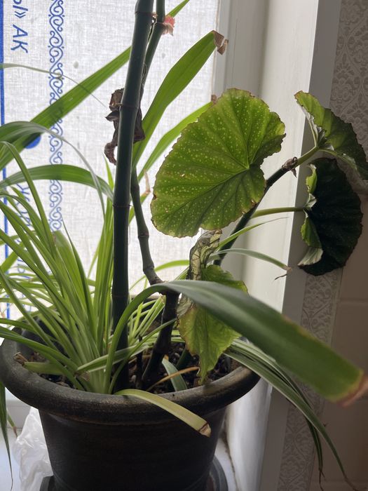 все цветки дам на 30 000