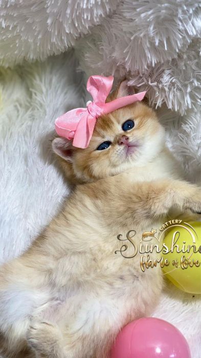 Британцы шиншиллы золотые