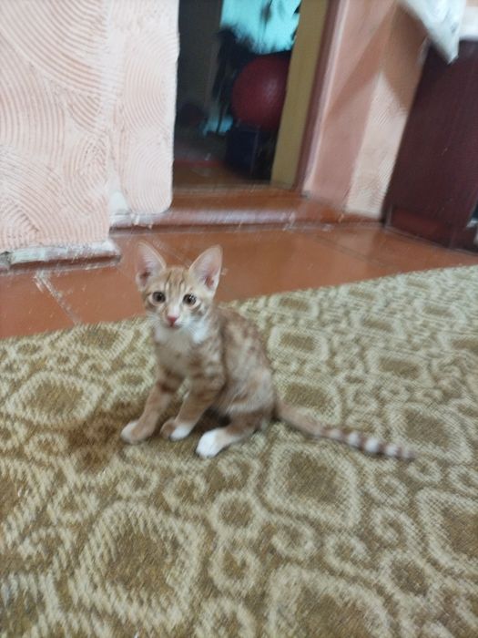 Отдадим котят в хорошие руки