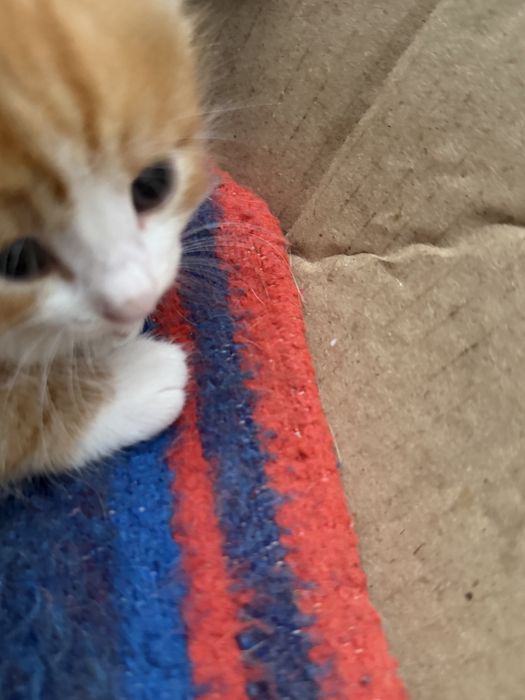 Отдам котят в хорошие, добрые руки.