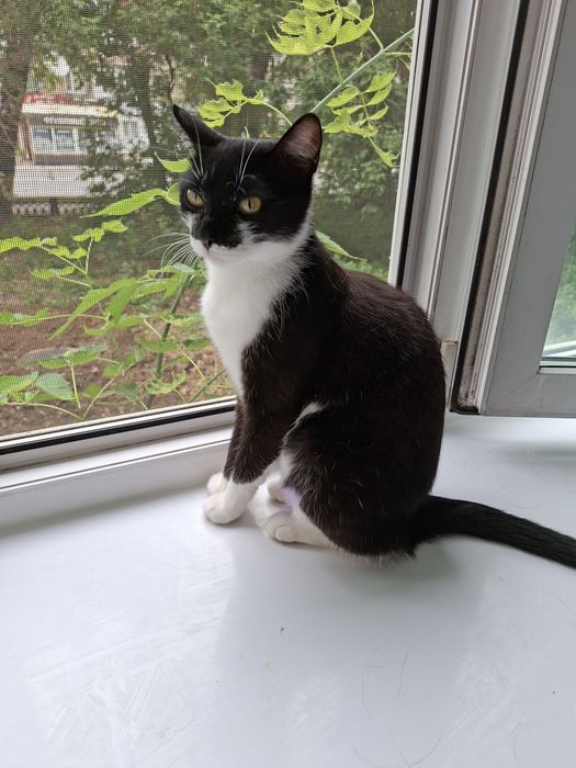 Стерелизованная кошечка Алиса