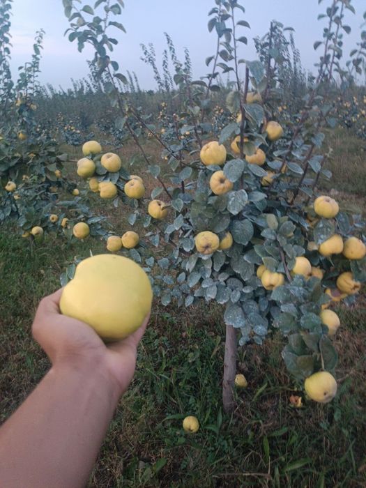 Мевали кочатлар сотувда