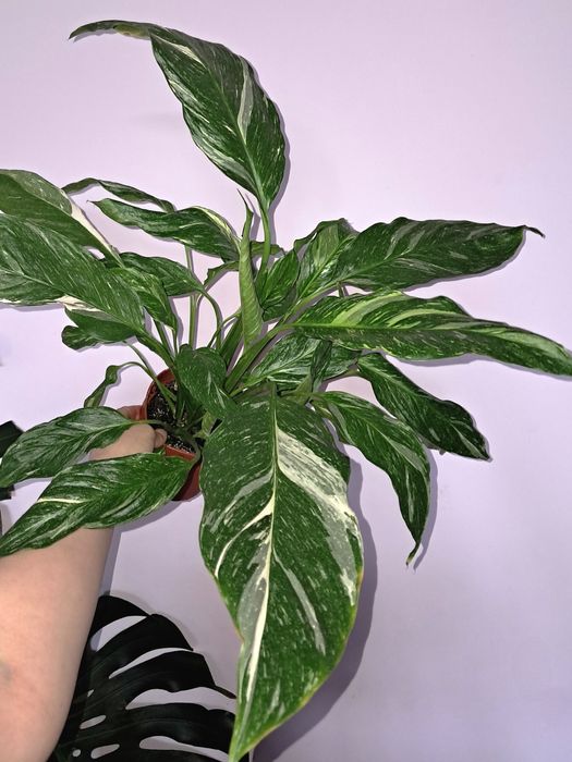 Спатифиллум Даймонд !