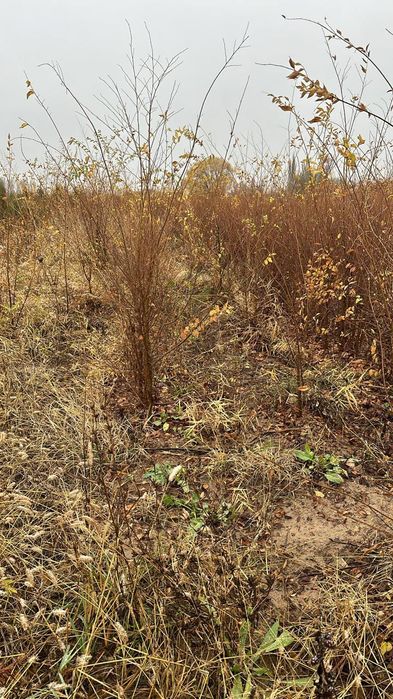 Карагач высота 1 - 2 метровые