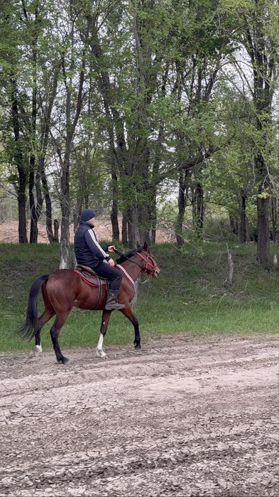 Ағылшын Құнан 2 жас