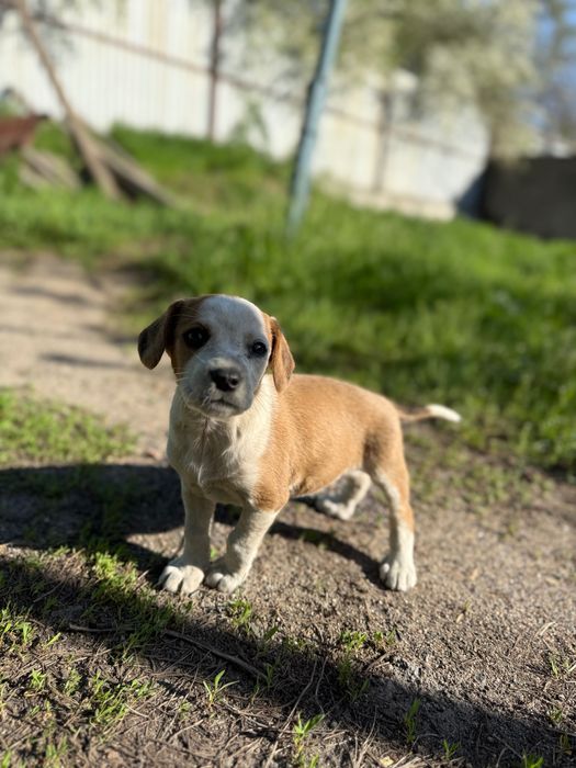 Ищем для щенят добрые руки!