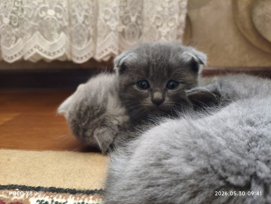 Шотландские котята