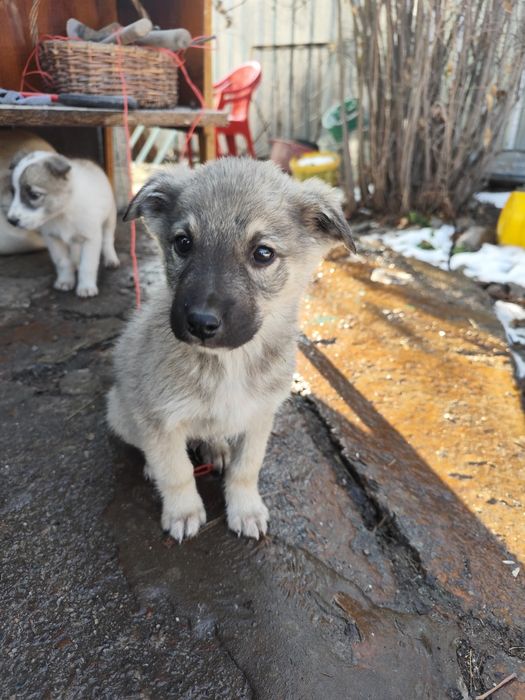 Отдам звоночков срочно!