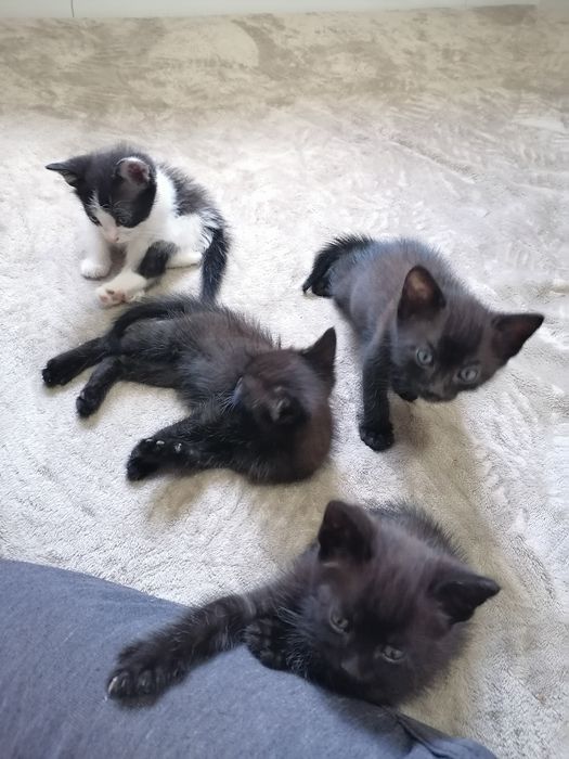 Pisici mici de donat