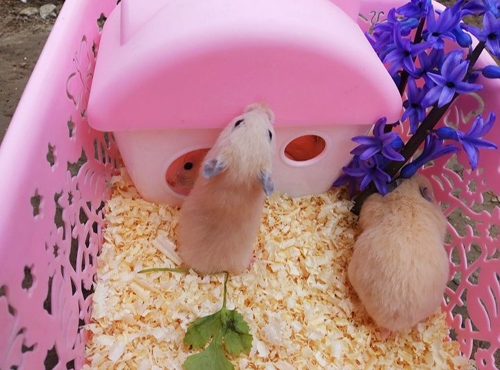 Сирийские хомяки ручные по 35.000