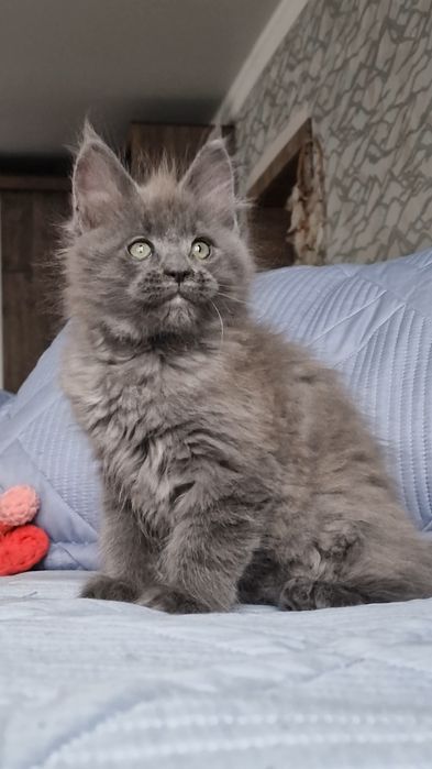 Котёнок мейн-кун