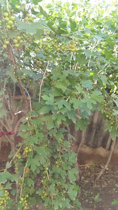 Смородина сортовая "Черная жемчужина".