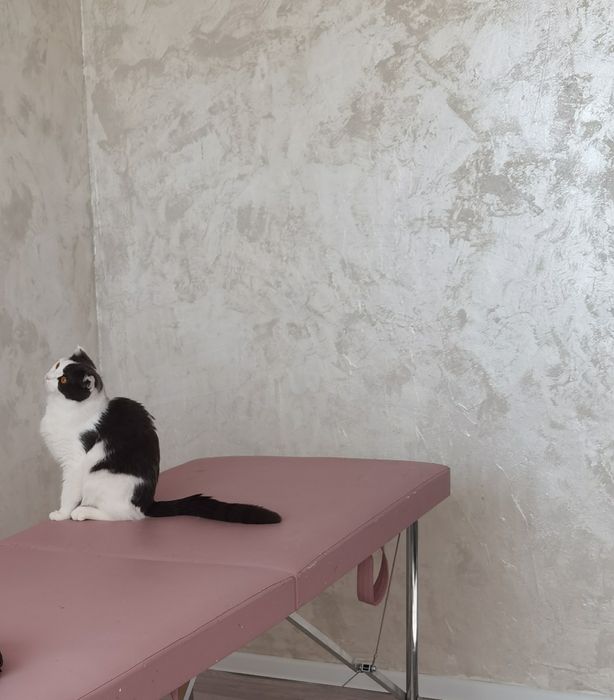 Отдам в добрые руки кошечку